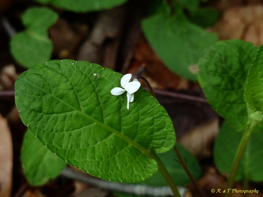 {Viola primulifolia}